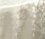 Cream Damask